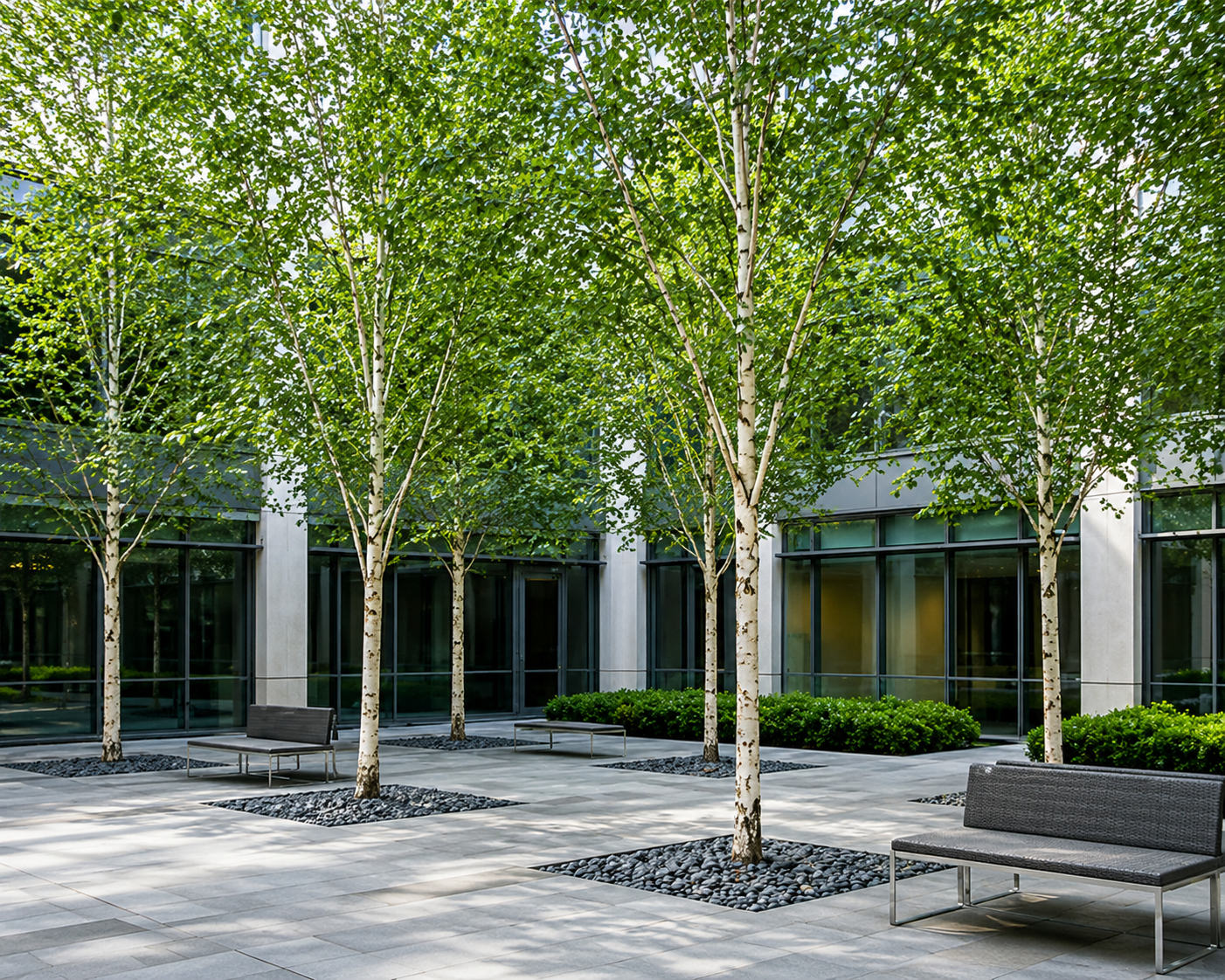 Corporate courtyard with birch trees and reflecting pool